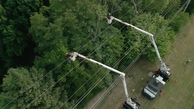 Best Tree Disease Treatment  in Countryside, VA